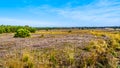 The heather fields and forests in the Hoge Veluwe nature reserve Royalty Free Stock Photo