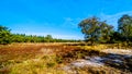 The heather fields and forests in the Hoge Veluwe nature reserve Royalty Free Stock Photo