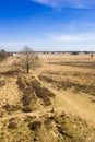 Heather fields of nature reserve Drents-Friese Wold Royalty Free Stock Photo