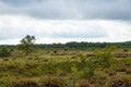 Heather fields in the veluwe in the netherlands