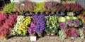 Heather and flower seedlings of various varieties are sold at the market Royalty Free Stock Photo