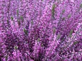 Heather flowerbed close-up.