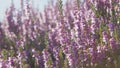 Heather flowering on the moors above Haworth the home of the Brontes, West Yorkshire