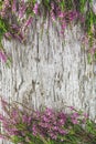 Heather flowers on the old wood background Royalty Free Stock Photo