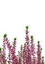 Heather flowers or Calluna vulgaris plant isolated on white background Royalty Free Stock Photo