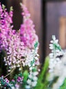 Heather flowers close-up on a background of old wood. Copy space, postcard Royalty Free Stock Photo