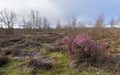 Heather Flowers in Forest Oaks