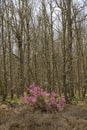 Heather Flowers in Forest Oaks