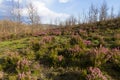 Heather Flowers in Forest Oaks