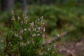 Heather flowers in the grass Royalty Free Stock Photo