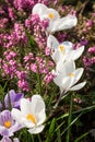 Heather Flowers. Purple Calluna Royalty Free Stock Photo