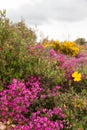 Heather with Flowers in Spring