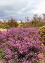 Heather with Flowers in Spring