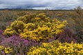 Heather with Flowers in Spring