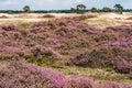 When the heather flowers, the Veluwe turns pink Royalty Free Stock Photo