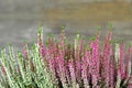 Heather flowers on wooden background. Pink and white Calluna vulgaris border Royalty Free Stock Photo