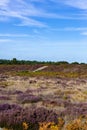 Heather in full bloom on beautiful Suffolk heathland at the end of summer, its an Area of Outstanding Natural Beauty