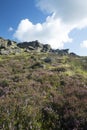 Heather in full bloom, Stanage edge, Peak District, Derbyshire Royalty Free Stock Photo