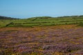 Heather and gorse