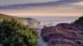 Heather on Headon Warren with the Needles lighthouse, IoW, UK