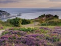 Heather on Headon Warren with the Needles lighthouse, IoW, UK