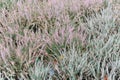 Heather or heath on heathland in full bloom and blossom in autumn or fall