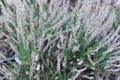 Heather or heath on heathland in full bloom and blossom in autumn or fall