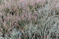 Heather or heath on heathland in full bloom and blossom in autumn or fall