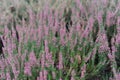 Heather or heath on heathland in full bloom and blossom in autumn or fall