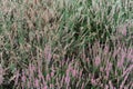 Heather or heath on heathland in full bloom and blossom in autumn or fall