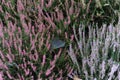 Heather or heath on heathland in full bloom and blossom in autumn or fall