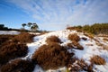 Heather on hill in winter