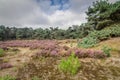 Heather in Kalmthout Belgium Royalty Free Stock Photo