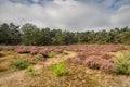 Heather in Kalmthout Belgium Royalty Free Stock Photo