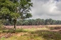 Heather in Kalmthout Belgium Royalty Free Stock Photo