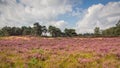 Heather in Kalmthout Belgium Royalty Free Stock Photo