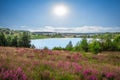 Heather and lake landscape in National park Hoge Kempen, Belgium. Royalty Free Stock Photo