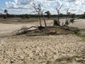 Heather landscape and dead trees