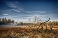 Heather landscape