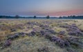 Heather landscape Odoorn Royalty Free Stock Photo