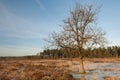 Heather landscape in winter