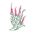 Heather or ling tender flower hand drawn on white background. Detailed drawing of flowering herbaceous plant or