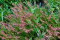 Heather in meadow. Colorful traditional October european flower. Selective focus