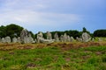 Heather and menhir stones near Carnac Royalty Free Stock Photo