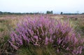 Heather on the moorland Royalty Free Stock Photo