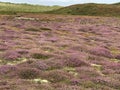 Isles of Scilly Heather