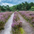 Heather path leading towards a forest