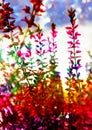 Heather plant on colorful background, autumn and winter natural theme, rainbow abstract background with heather Royalty Free Stock Photo