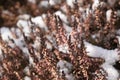 Heather plant covered in snow in winter Royalty Free Stock Photo