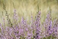 Heather plant in fall Royalty Free Stock Photo